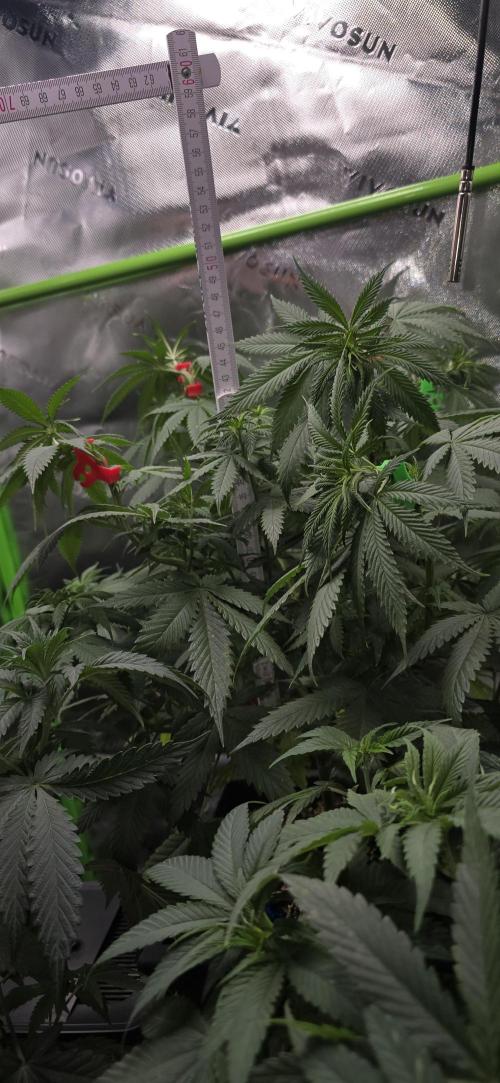 TropicanaCookies, LemonMuffin, TrueMints. Week 8