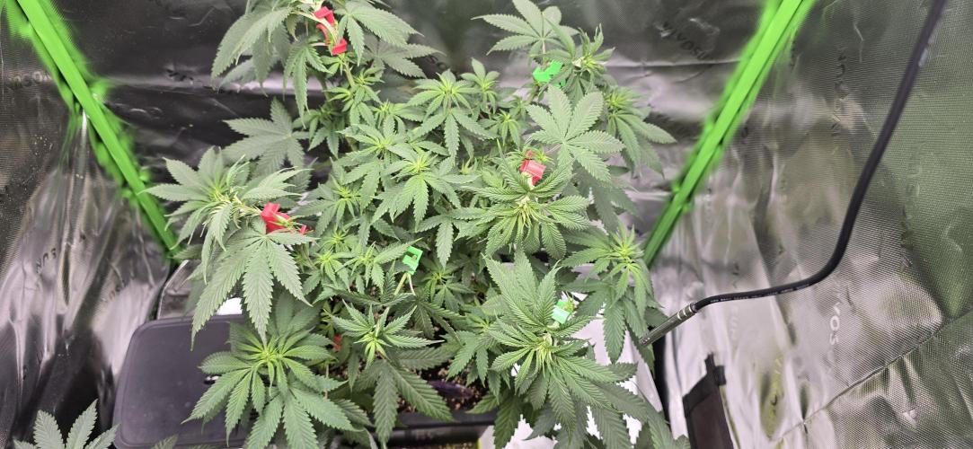 TropicanaCookies, LemonMuffin, TrueMints. Week 8