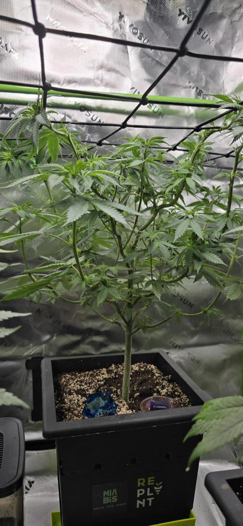 TropicanaCookies, LemonMuffin, TrueMints. Week 8