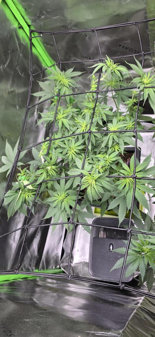 TropicanaCookies, LemonMuffin, TrueMints. Week 8