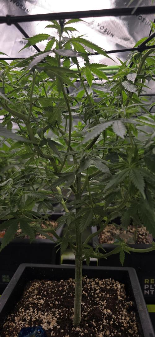 TropicanaCookies, LemonMuffin, TrueMints. Week 8