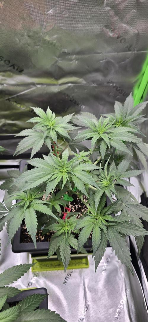 TropicanaCookies, LemonMuffin, TrueMints. Week 8