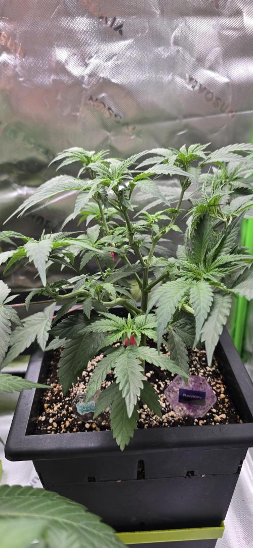 TropicanaCookies, LemonMuffin, TrueMints. Week 8