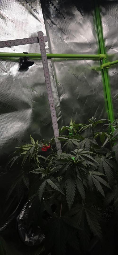 TropicanaCookies, LemonMuffin, TrueMints. Week 8
