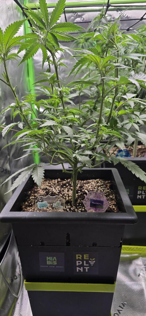 TropicanaCookies, LemonMuffin, TrueMints. Week 8