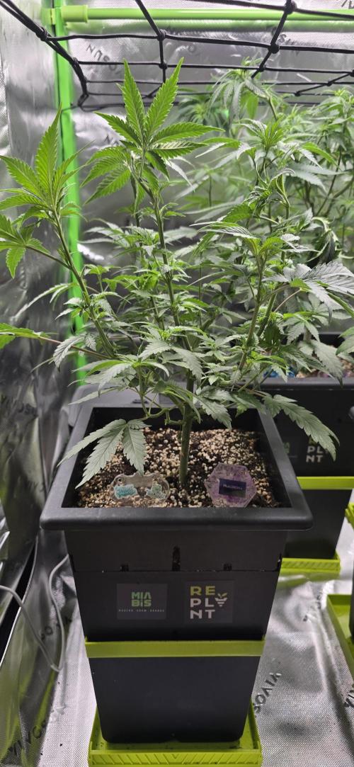 TropicanaCookies, LemonMuffin, TrueMints. Week 8