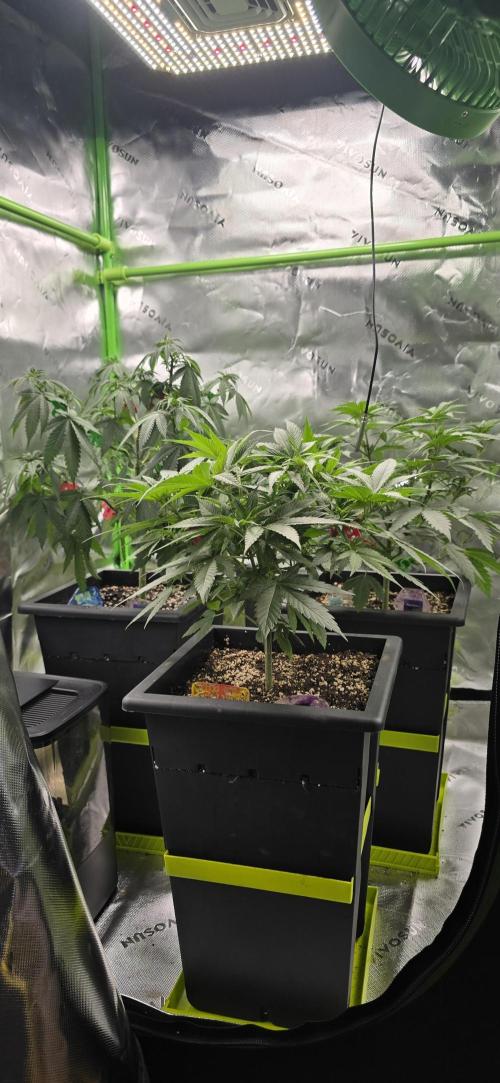TropicanaCookies, LemonMuffin, TrueMints. Week 8