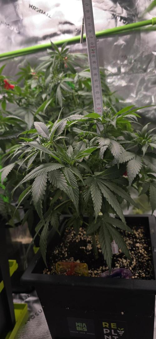 TropicanaCookies, LemonMuffin, TrueMints. Week 8