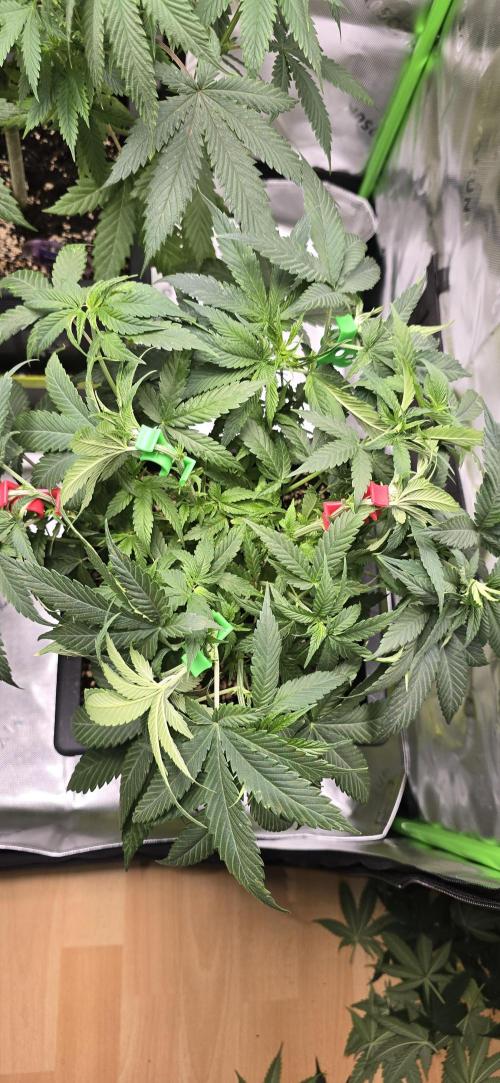 TropicanaCookies, LemonMuffin, TrueMints. Week 8