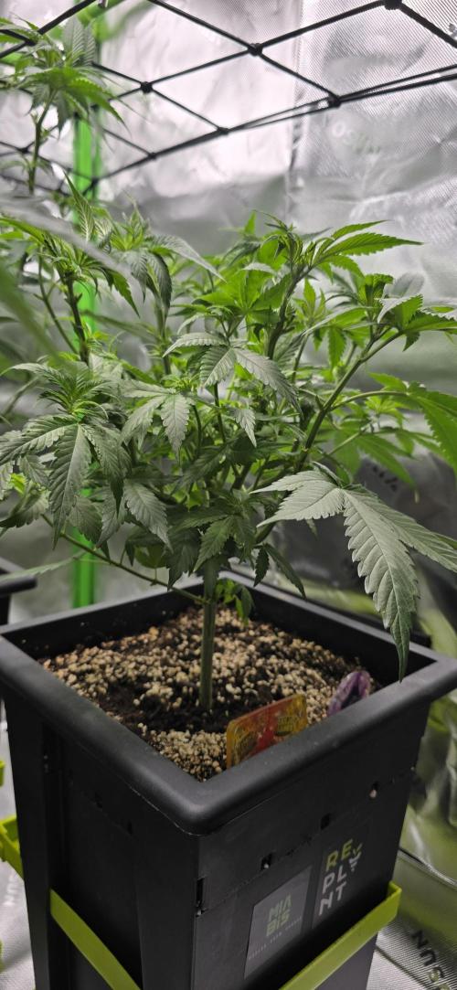 TropicanaCookies, LemonMuffin, TrueMints. Week 8