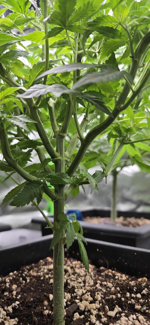 TropicanaCookies, LemonMuffin, TrueMints. Week 8