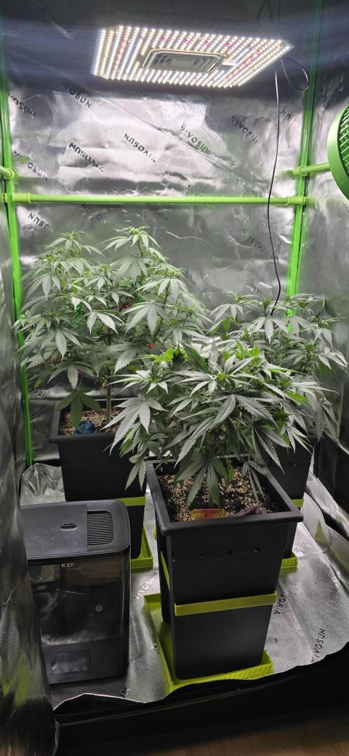 TropicanaCookies, LemonMuffin, TrueMints. Week 8