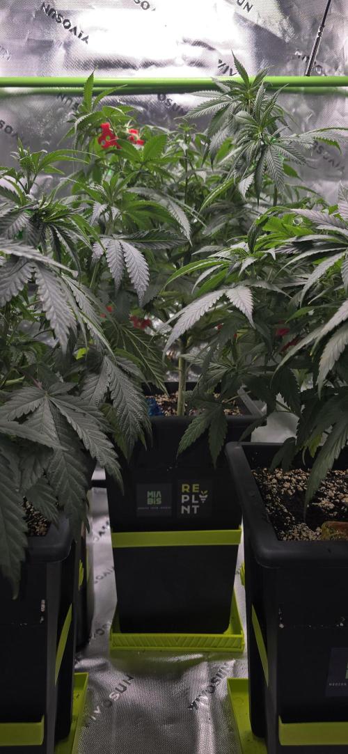 TropicanaCookies, LemonMuffin, TrueMints. Week 8