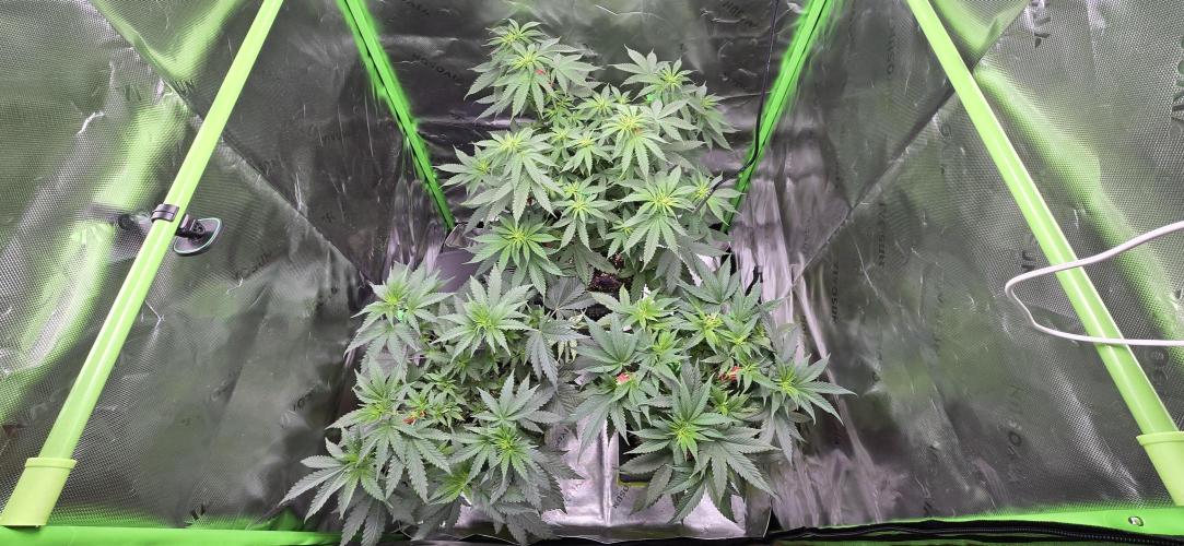 TropicanaCookies, LemonMuffin, TrueMints. Week 8