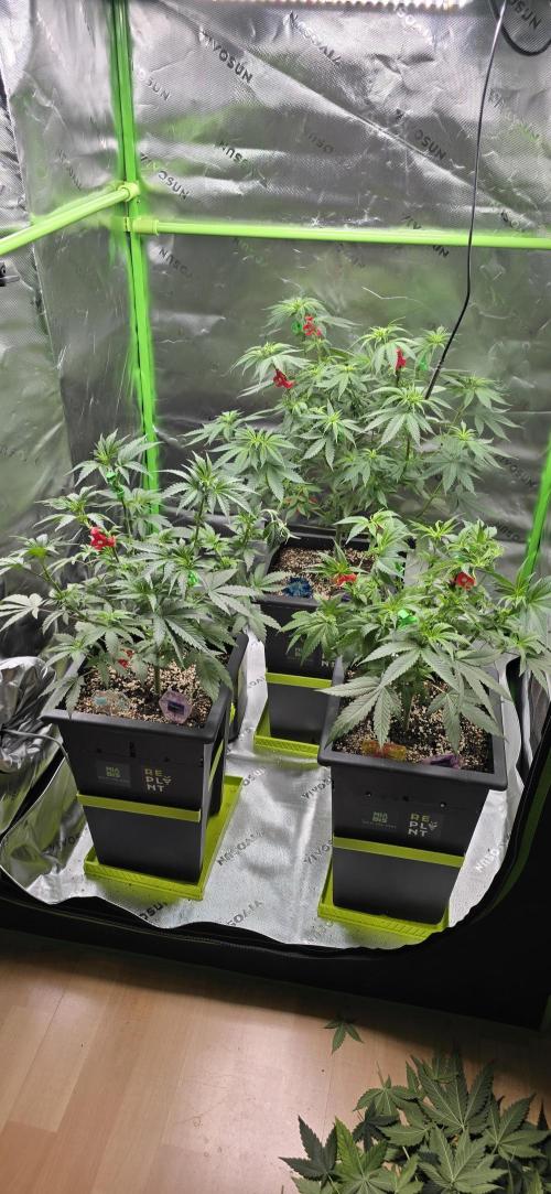 TropicanaCookies, LemonMuffin, TrueMints. Week 8