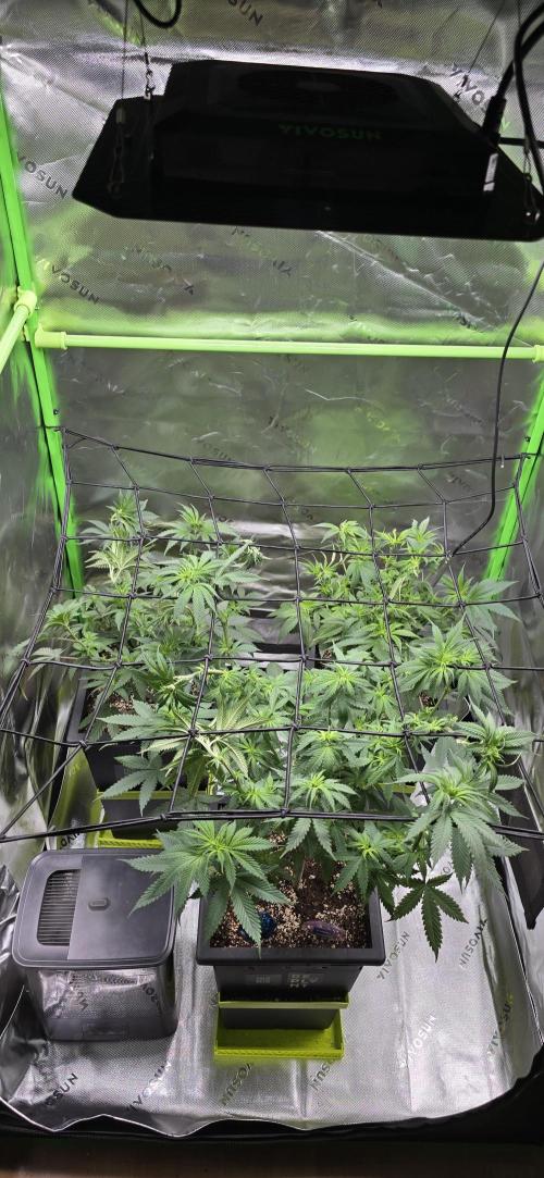 TropicanaCookies, LemonMuffin, TrueMints. Week 8