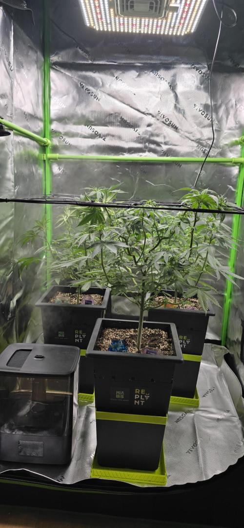 TropicanaCookies, LemonMuffin, TrueMints. Week 8