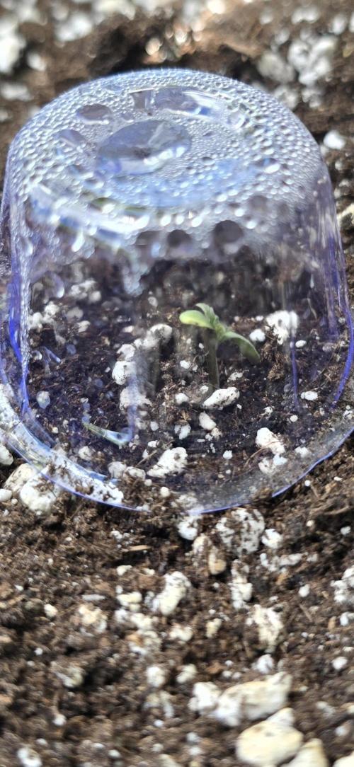 Original Cheese Auto FastBuds. Week 1