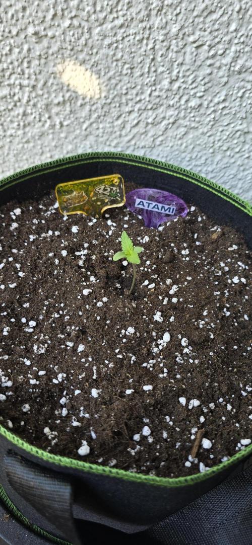 Original Cheese Auto FastBuds. Week 1