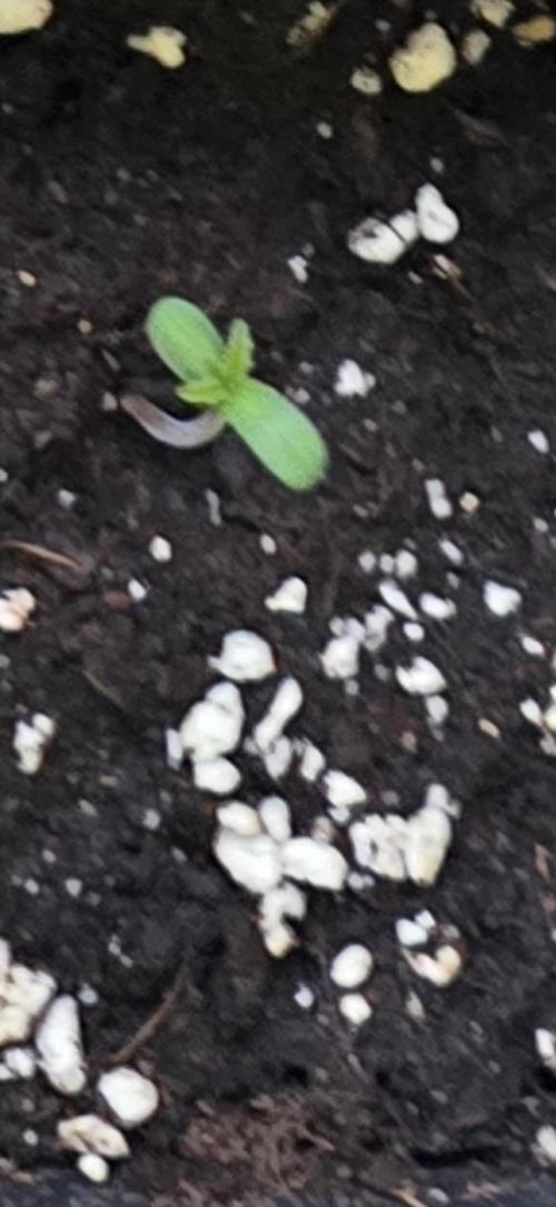 Original Cheese Auto FastBuds. Week 1