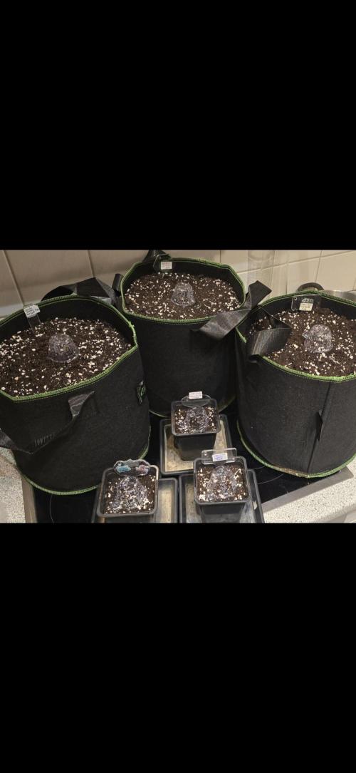 Original Cheese Auto FastBuds. Week 1