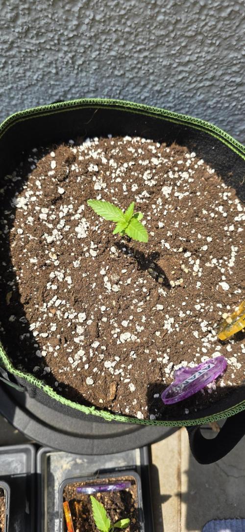 Original Cheese Auto FastBuds. Week 2