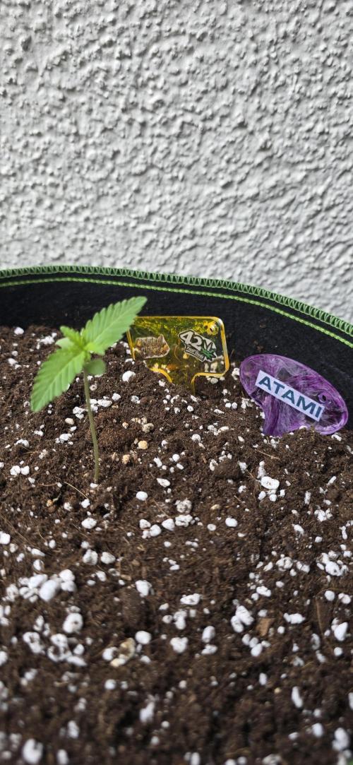 Original Cheese Auto FastBuds. Week 2