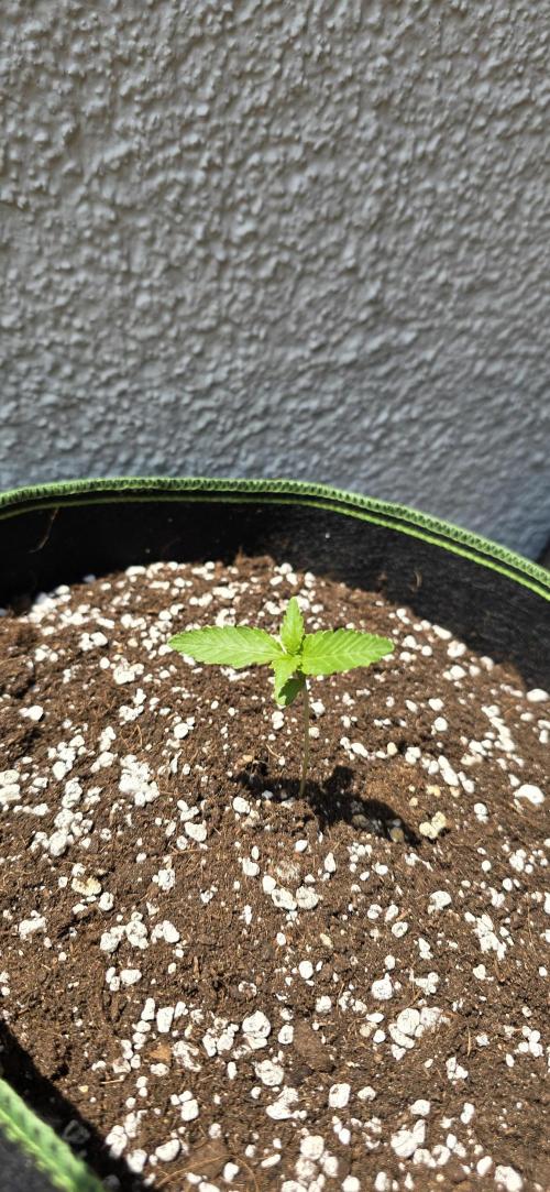 Original Cheese Auto FastBuds. Week 3