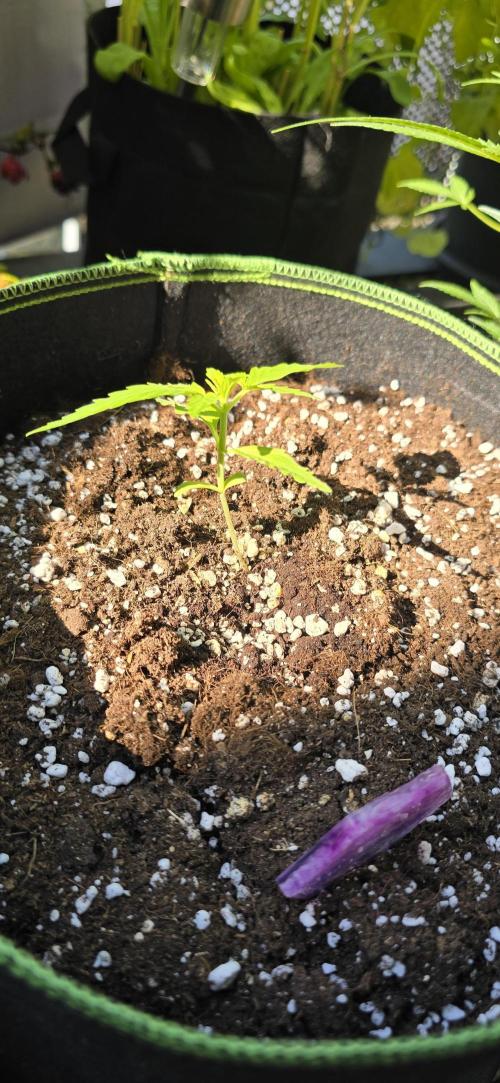 Original Cheese Auto FastBuds. Week 3