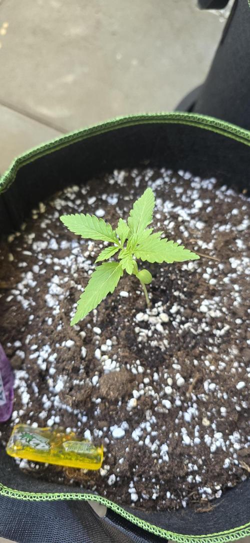Original Cheese Auto FastBuds. Week 3