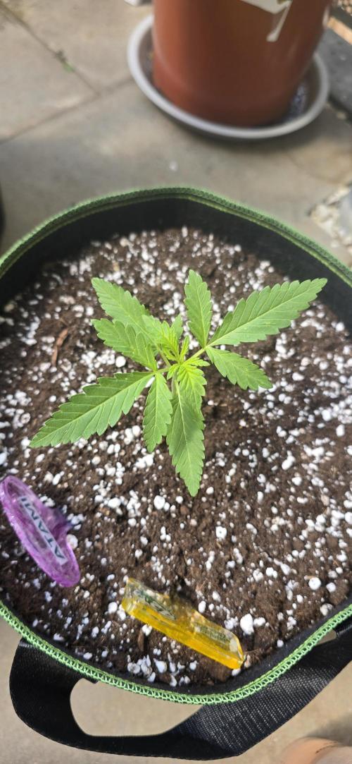 Original Cheese Auto FastBuds. Week 3