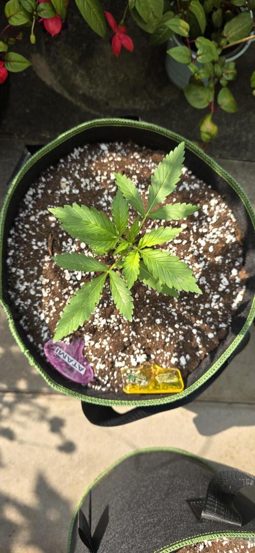 Original Cheese Auto FastBuds. Week 4