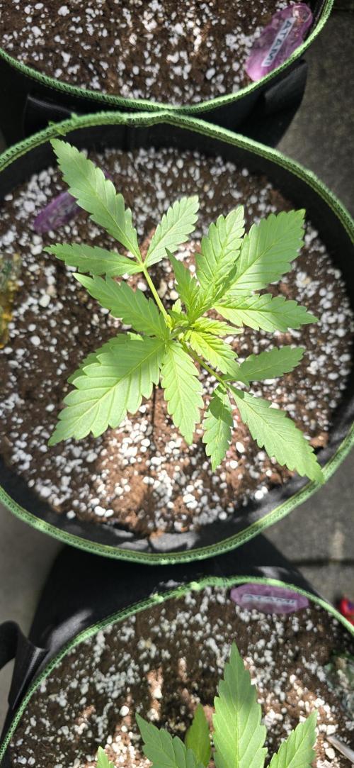 Original Cheese Auto FastBuds. Week 4