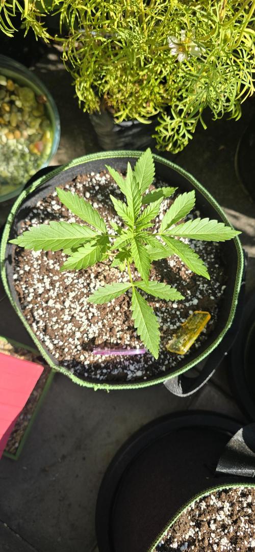 Original Cheese Auto FastBuds. Week 4