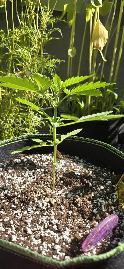 Original Cheese Auto FastBuds. Week 4