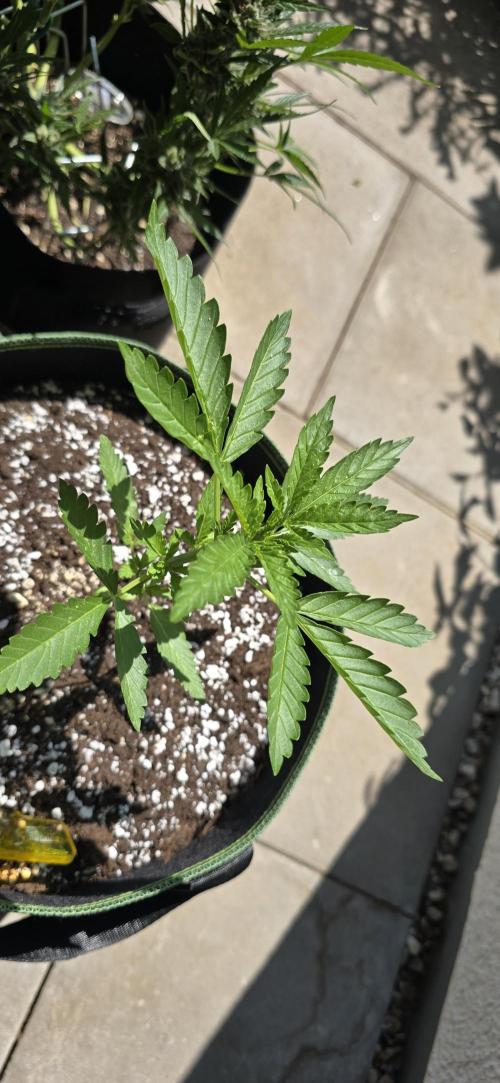 Original Cheese Auto FastBuds. Week 4