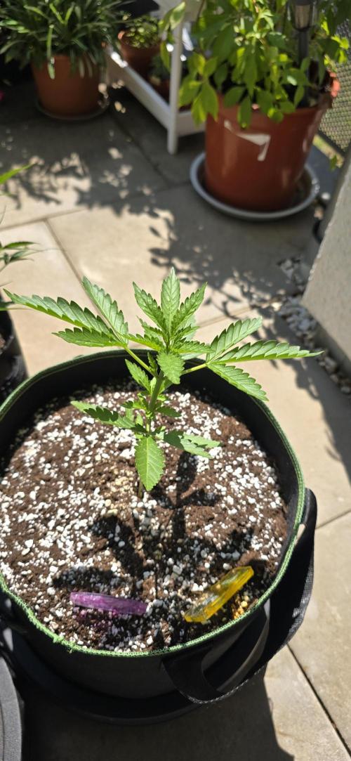 Original Cheese Auto FastBuds. Week 4