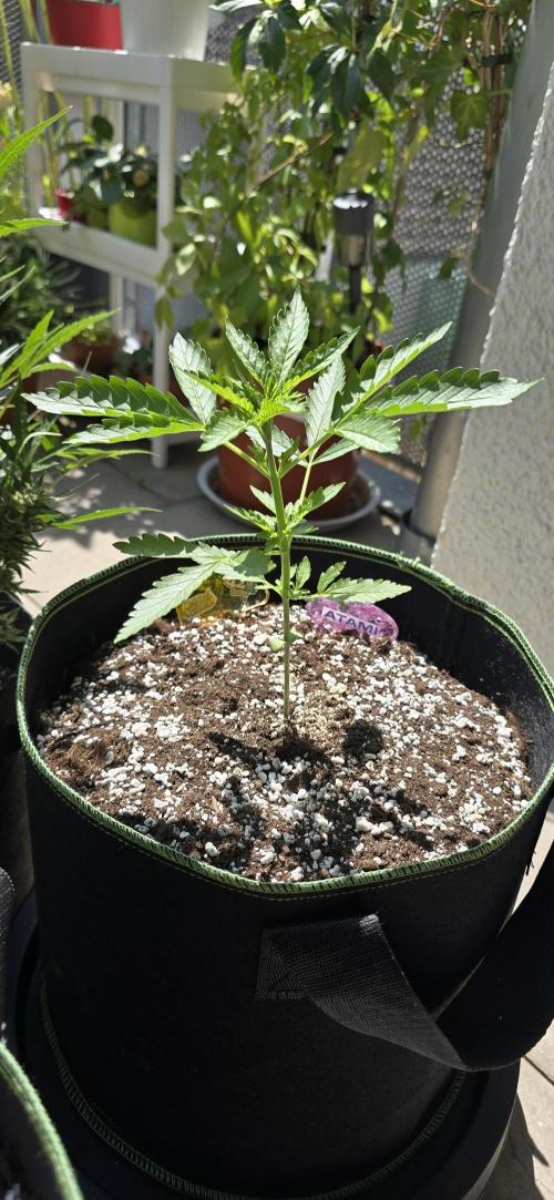 Original Cheese Auto FastBuds. Week 4
