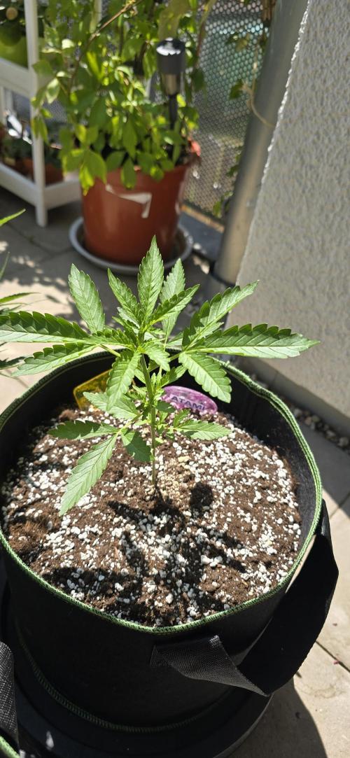 Original Cheese Auto FastBuds. Week 4