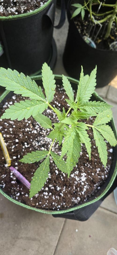 Original Cheese Auto FastBuds. Week 4