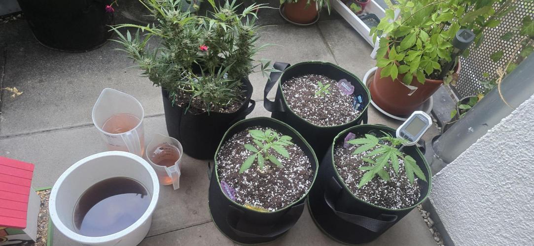 Original Cheese Auto FastBuds. Week 4