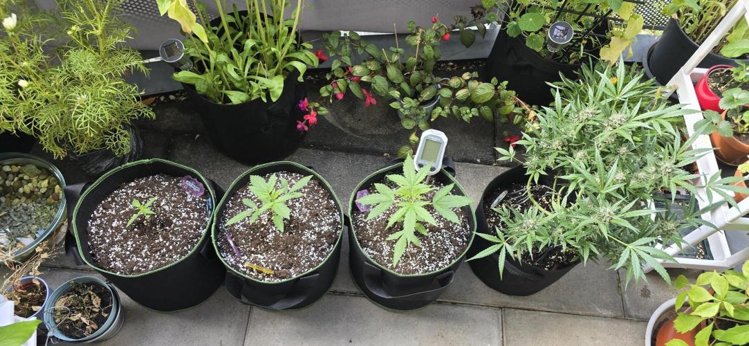 Original Cheese Auto FastBuds. Week 4