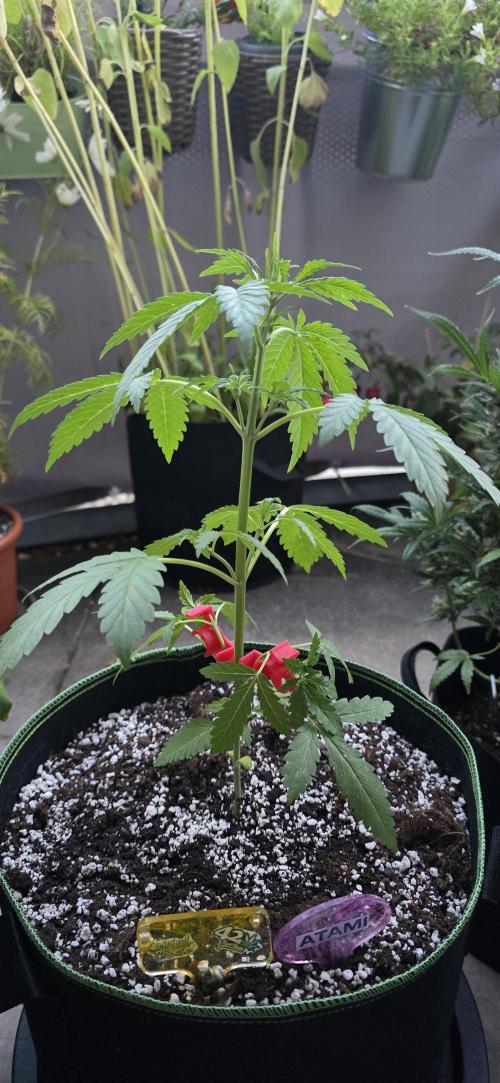 Original Cheese Auto FastBuds. Week 5