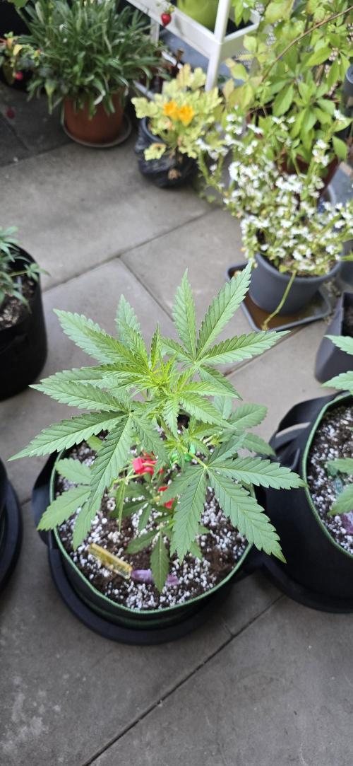 Original Cheese Auto FastBuds. Week 5
