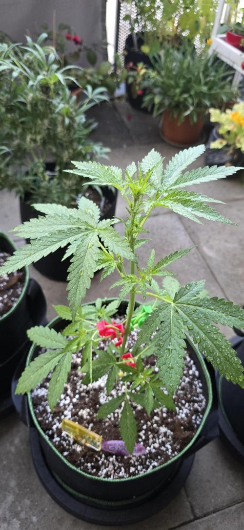 Original Cheese Auto FastBuds. Week 5