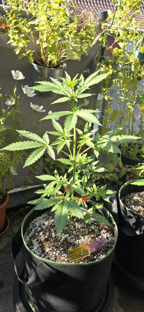 Original Cheese Auto FastBuds. Week 5