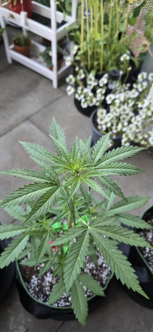 Original Cheese Auto FastBuds. Week 5