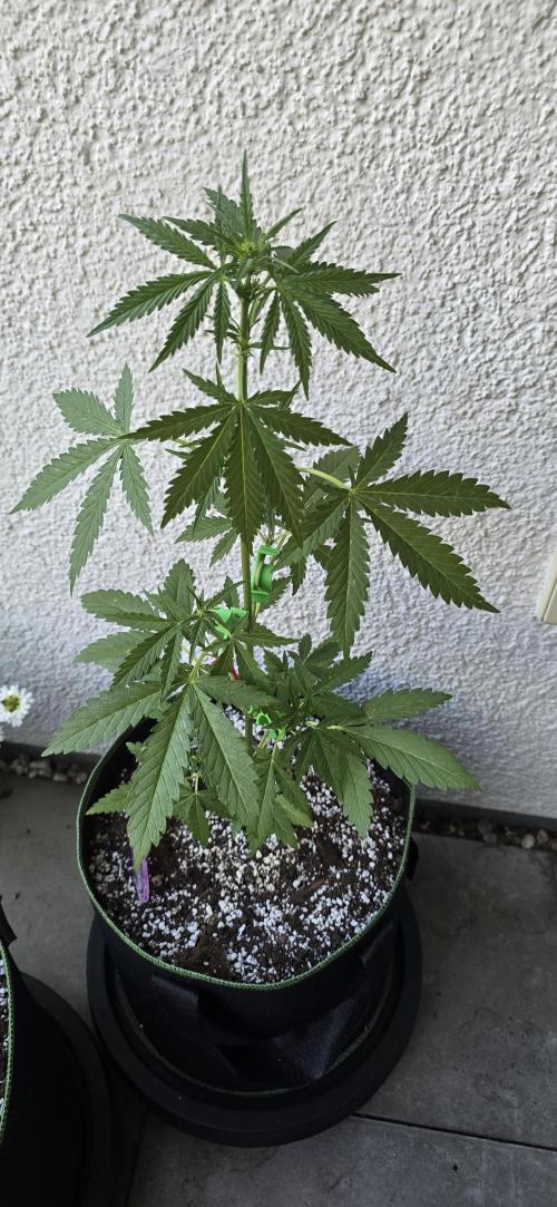 Original Cheese Auto FastBuds. Week 5