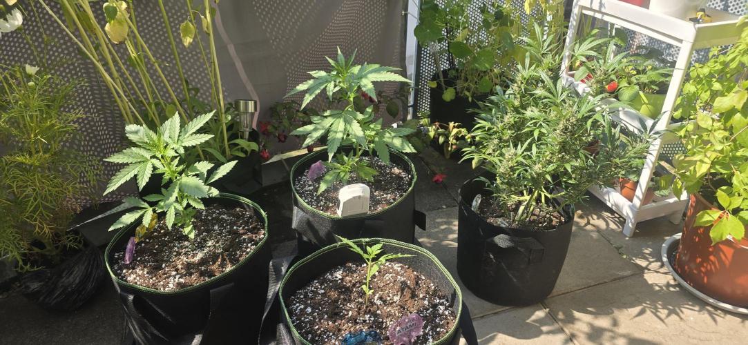 Original Cheese Auto FastBuds. Week 5