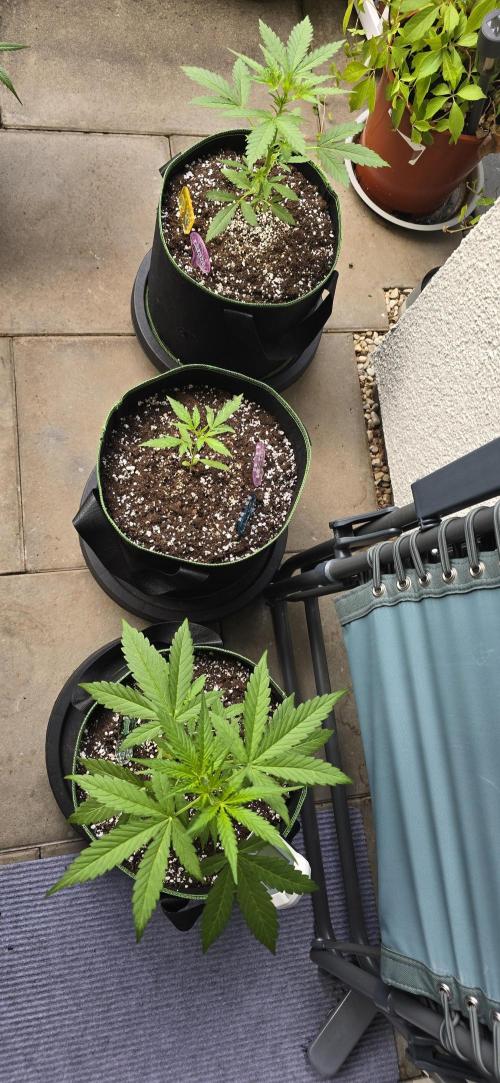 Original Cheese Auto FastBuds. Week 5